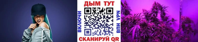 Купить закладки  Нерчинск  Бошки Шишки SATIVA & INDICA 